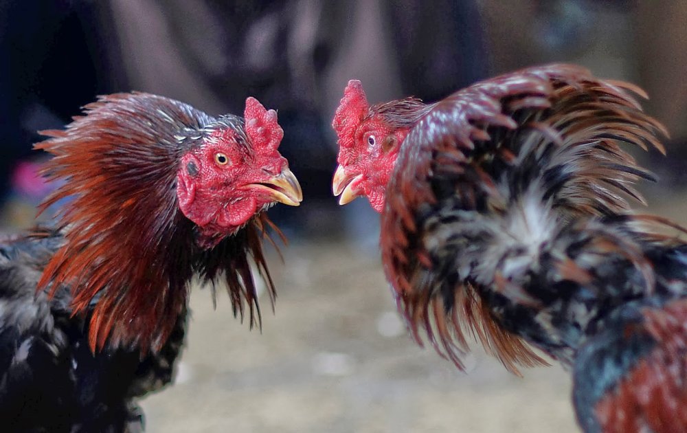 Panduan Menang Main Judi Sabung Ayam Online